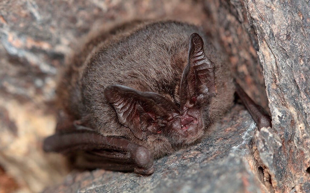 Developer fined £40,000 after harming pitcher birds