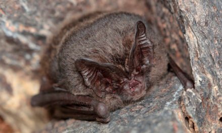 Developer fined £40,000 after harming pitcher birds