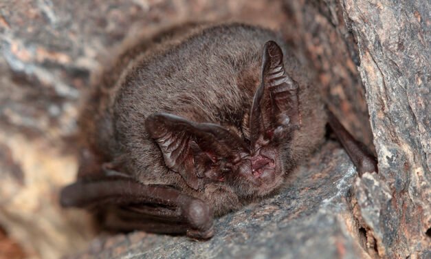 Developer fined £40,000 after harming pitcher birds